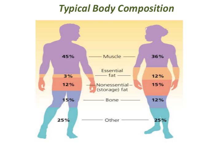Understand Body Composition- May 2017